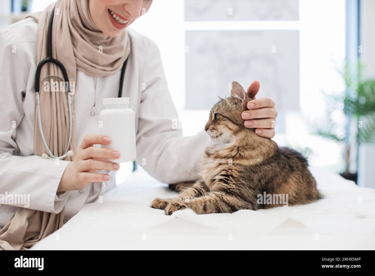 Nahaufnahme der erwachsenen grauen und braunen Katze, die sich vor Angst zurückzieht, als sie den medizinischen Behälter in der Hand des Arztes sieht. Sensibler muslimischer Tierarzt im Hijab, der furr hält Stockfoto