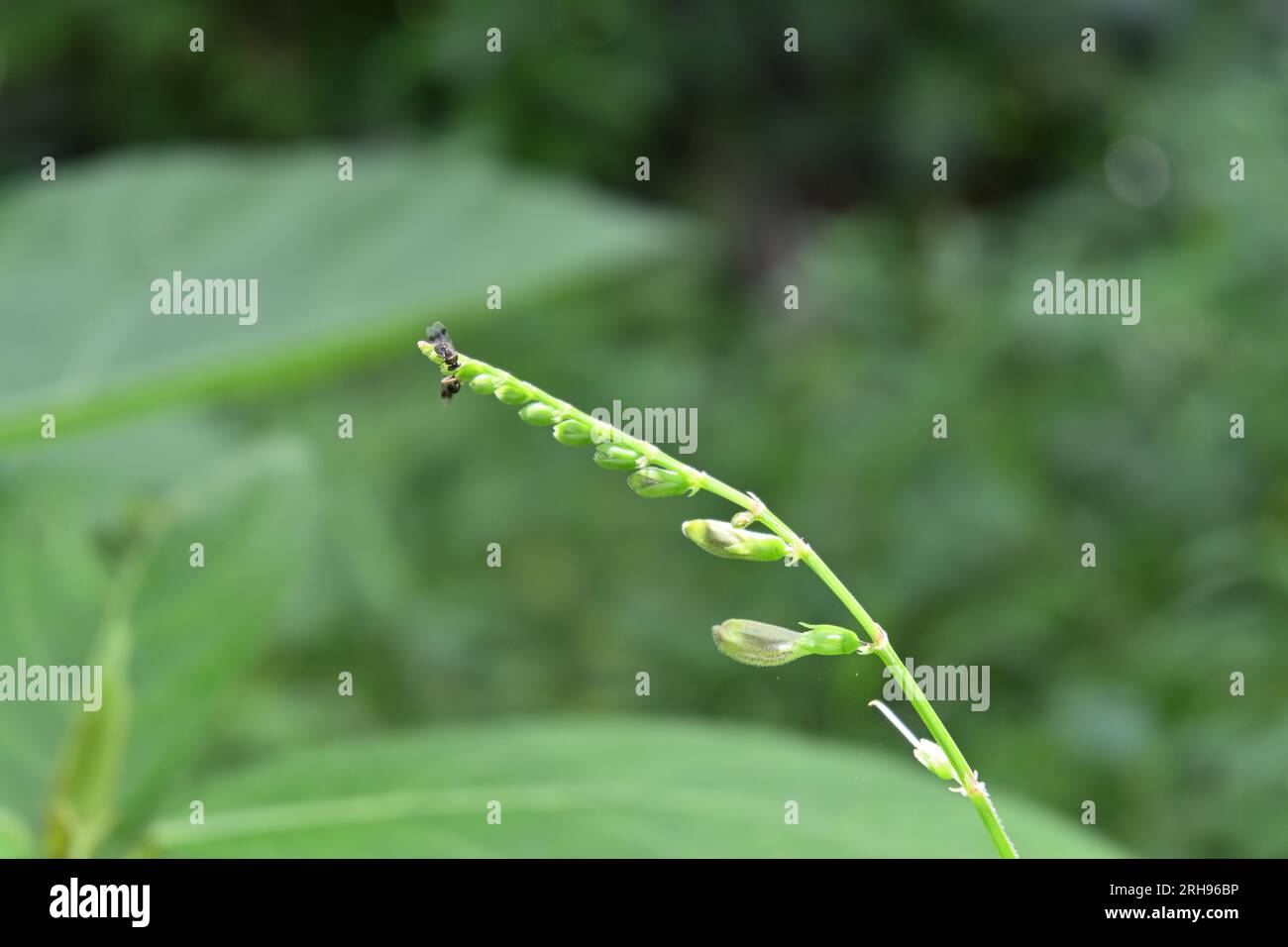 Zwei winzige stachellose Bienen stehen sich an der Spitze einer kleinen Blütenknospe gegenüber, die bereit sind, in wilder Blüte zu blühen. Stockfoto