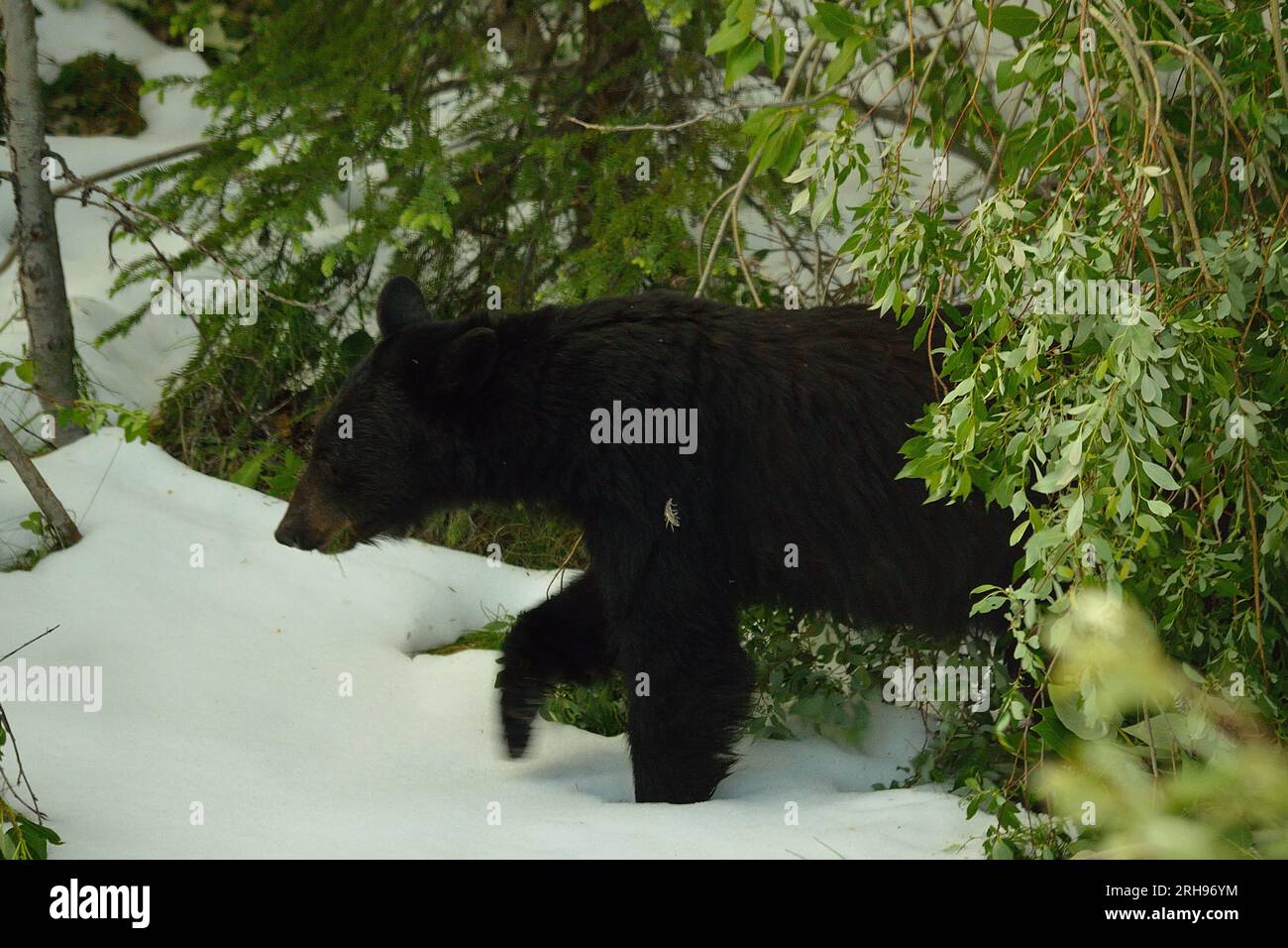 Schwarzer Bär im Schnee Stockfoto