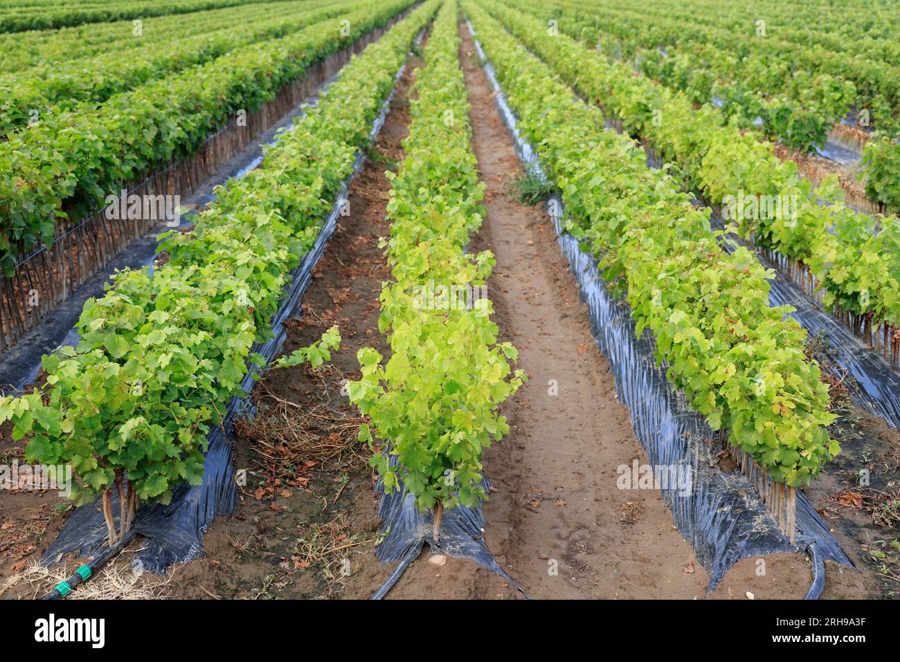 Kultur der Pflanzen de vigne dans le vignoble. CES jeunes plants sont destinés à être plantés dans les Parcelles de vigne. Vigne Stockfoto