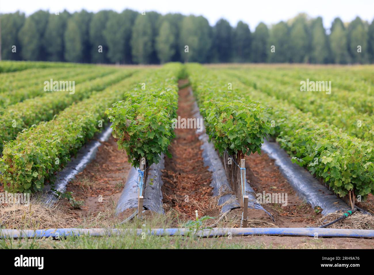 Kultur der Pflanzen de vigne dans le vignoble. CES jeunes plants sont destinés à être plantés dans les Parcelles de vigne. Vigne Stockfoto