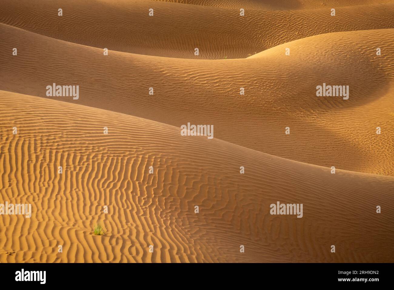 Die Kunst der Natur ist zu sehen: Sanddünen, die von der Zeit geformt wurden, ihre anmutigen Kurven, geschmückt mit dem Tanz von Licht und Schatten, die ein faszinierendes Licht enthüllen. Stockfoto
