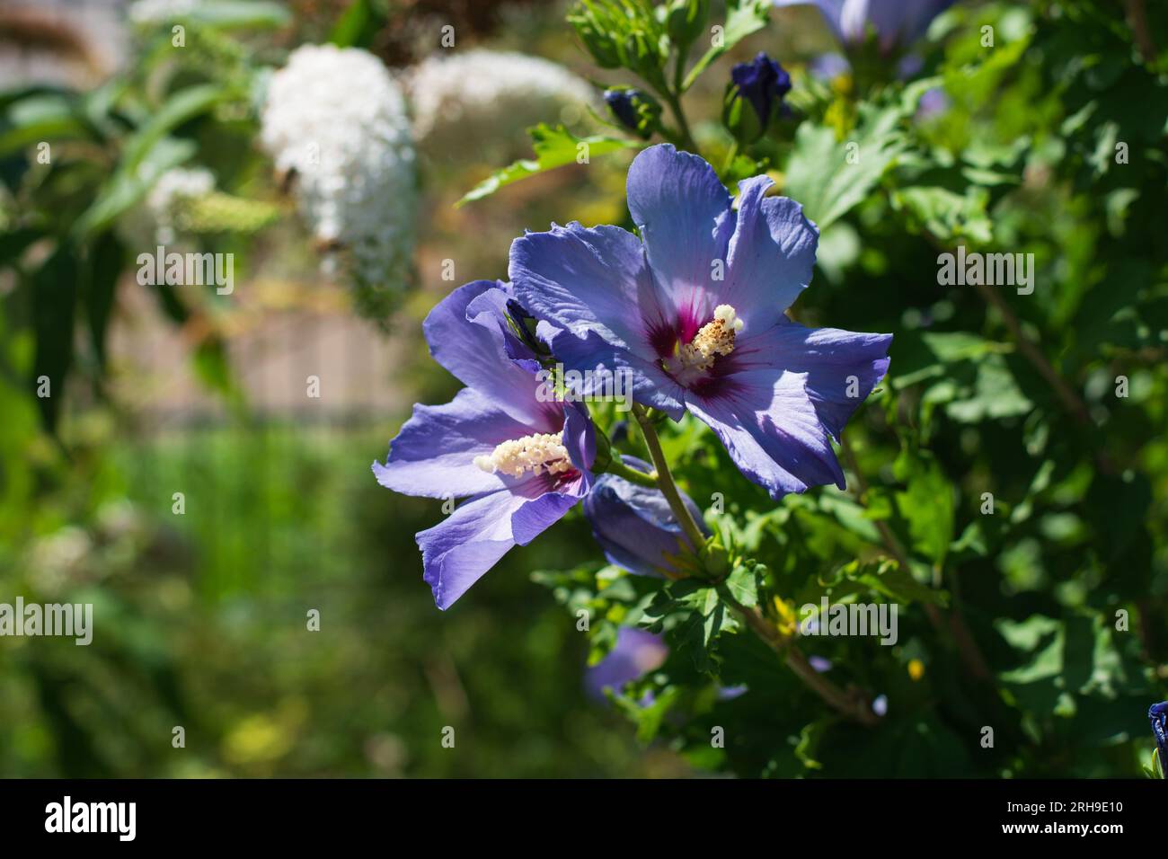 Wunderbar blühender Hibiscus syriacus mit attraktiven blauen Blumen Stockfoto