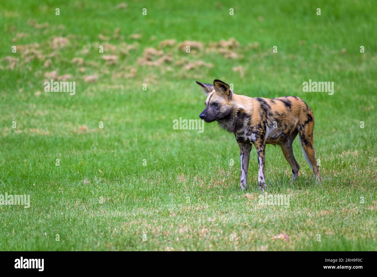 Ein einsamer afrikanischer Wildhund, auch gemalter Hund oder Cape Hunting Dog genannt, steht auf einem Grasfeld und wartet darauf, dass der Rest des Rudels ihn erreicht. Stockfoto