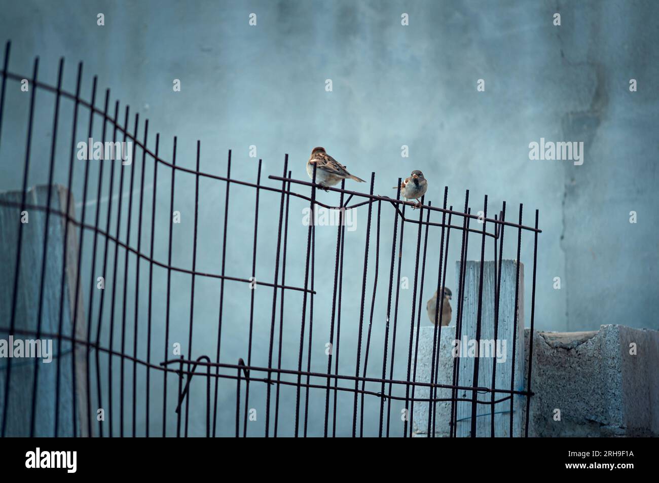 Drei Vögel in einer vergessenen Umgebung, alte Bauwerke verlassen. Vögel, die in der Stadt leben. Moody Imagery. Stockfoto
