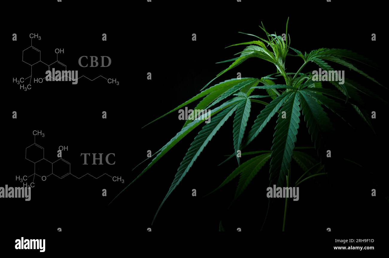 Cannabisblätter mit chemischer cbd-thc-Struktur Stockfoto