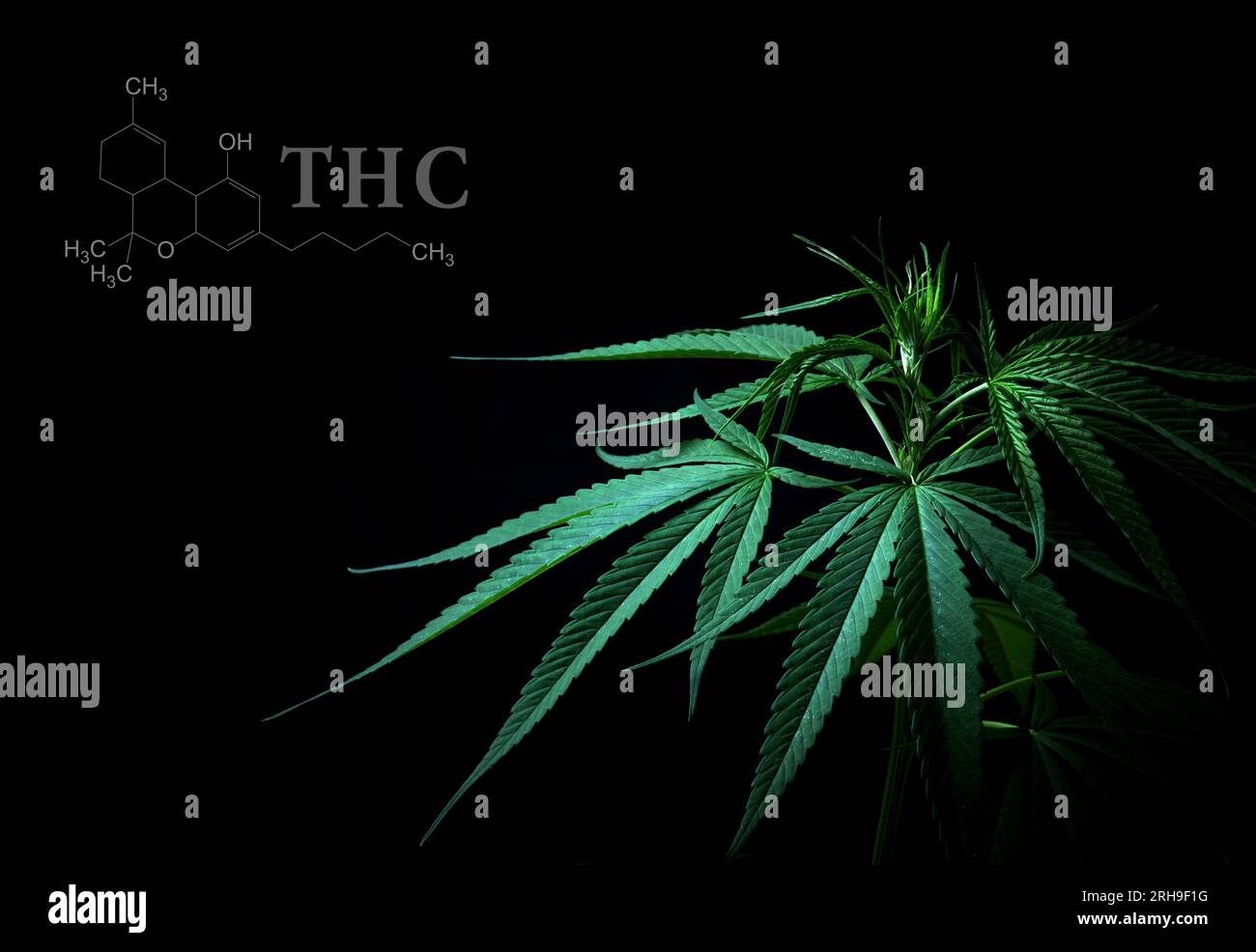 Cannabisblätter mit chemischer cbd-thc-Struktur Stockfoto