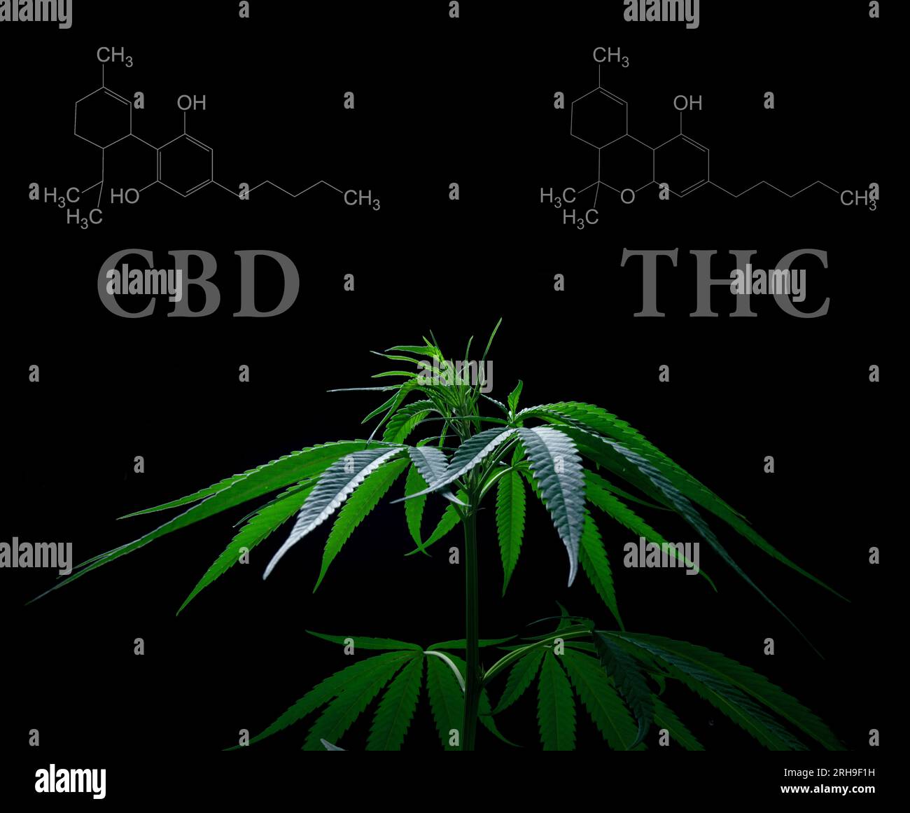 Cannabisblätter mit chemischer cbd-thc-Struktur Stockfoto