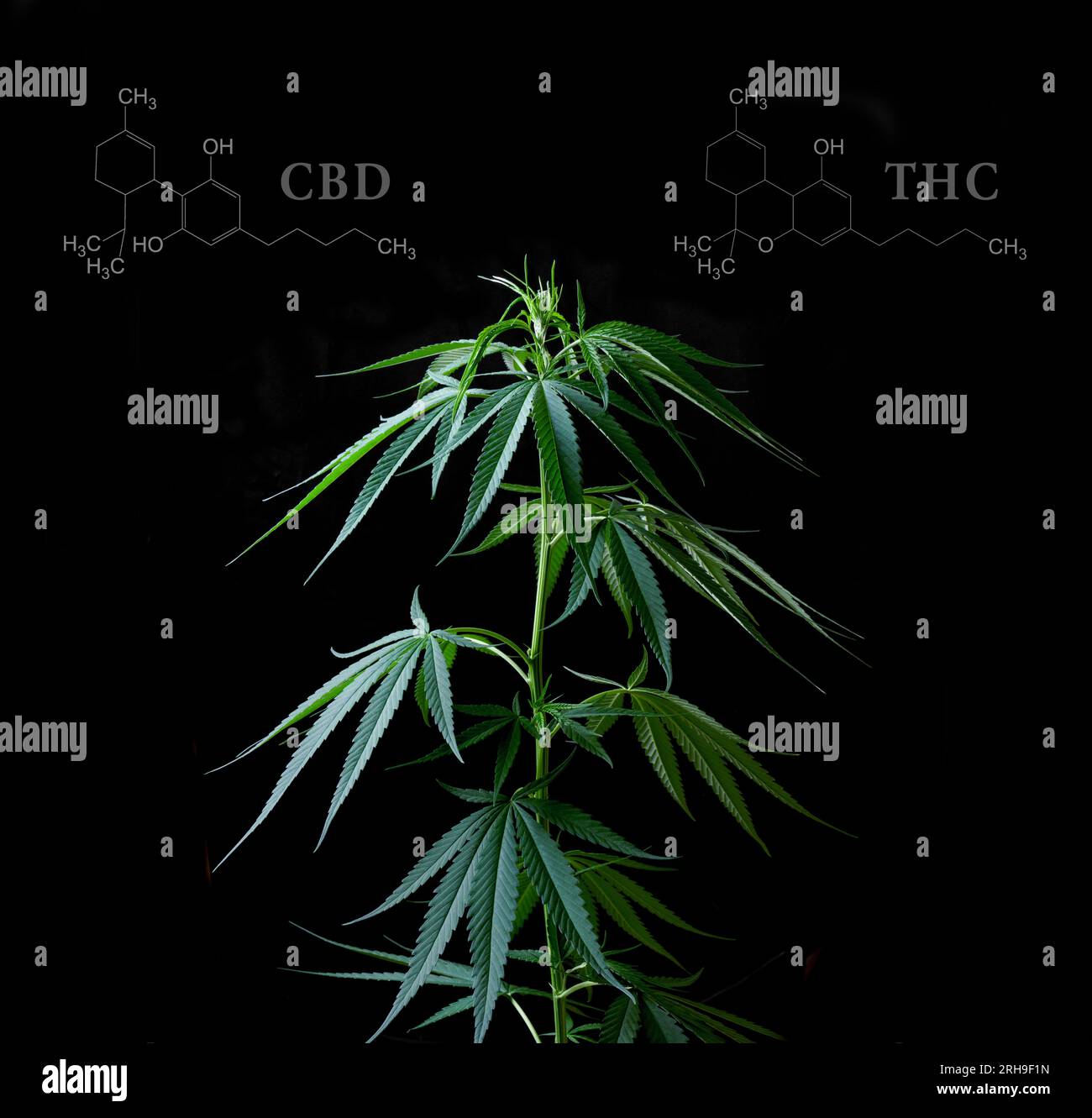 Cannabisblätter mit chemischer cbd-thc-Struktur Stockfoto