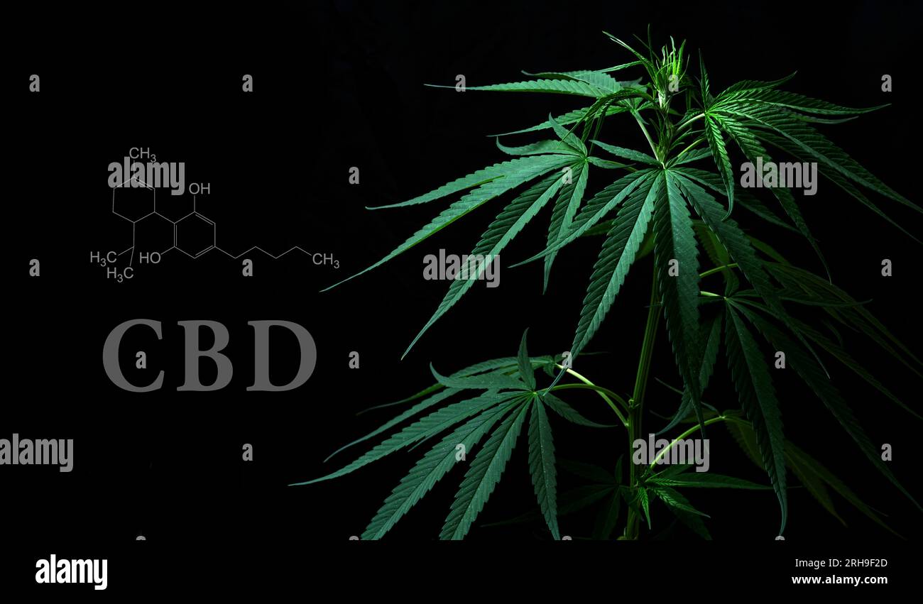 Cannabisblätter mit chemischer cbd-thc-Struktur Stockfoto