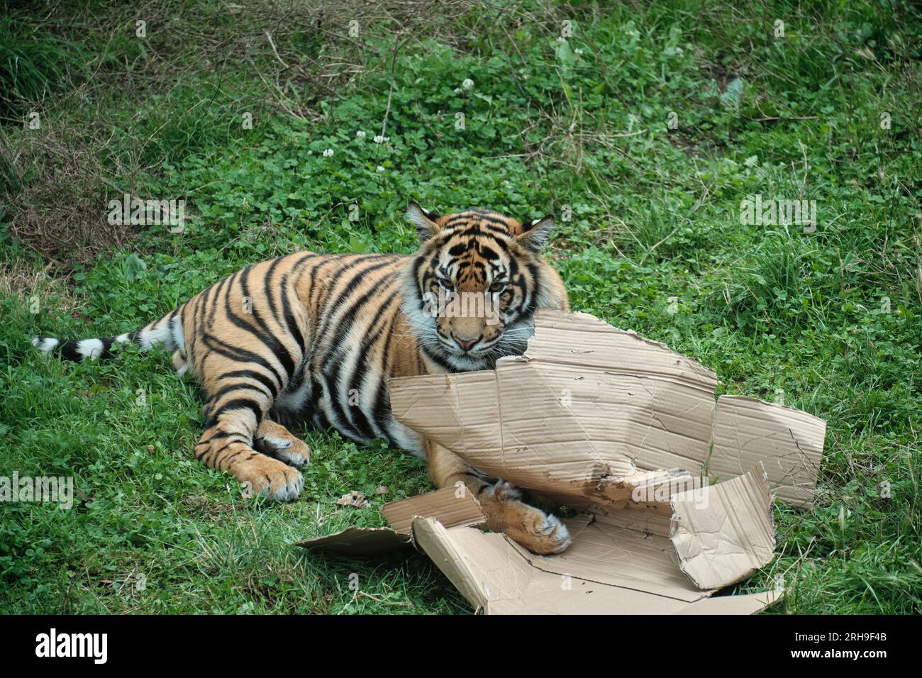 Tiger spielt mit einem Pappkarton Stockfoto