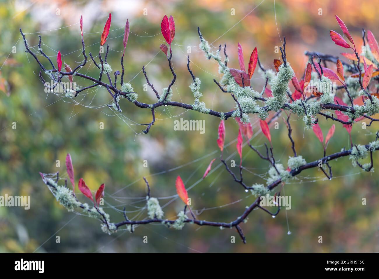Die prächtigen, lebendigen Farben der Herbstbäume mit Flechten bedeckten Ästen und taubbefleckten Spinnweben. Stockfoto
