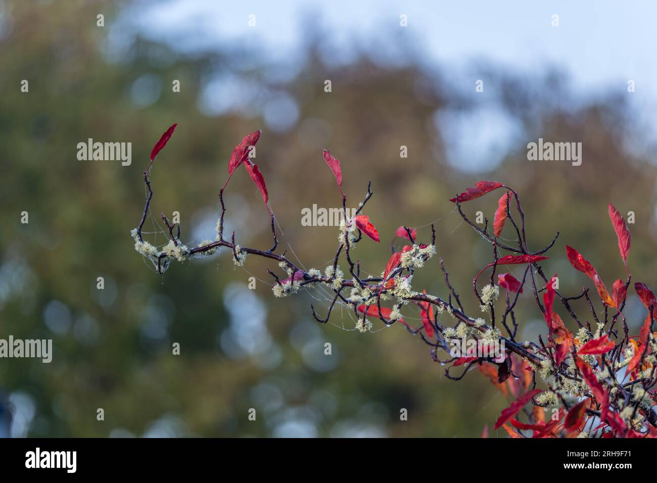 Die prächtigen, lebendigen Farben der Herbstbäume mit Flechten bedeckten Ästen und taubbefleckten Spinnweben. Stockfoto