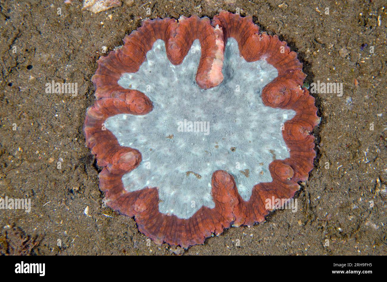 Lobed Brain Coral, Lobophyllia valenciennesii, Liberty Wrack Tauchplatz, Tulamben, Karangasem, Bali, Indonesien Stockfoto