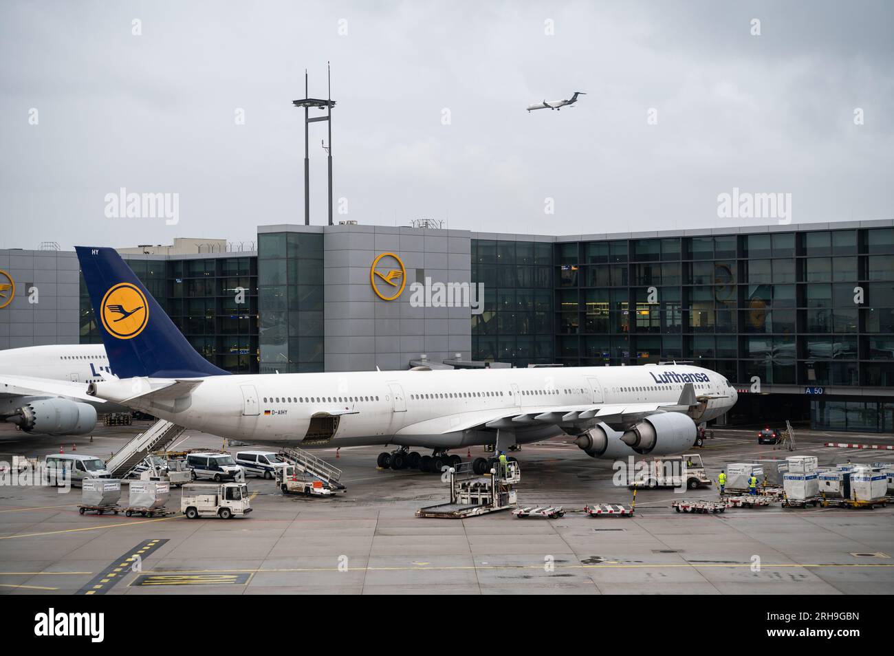 04.08.2023, Frankfurt, Hessen, Deutschland, Europa - Ein Lufthansa Airbus A340-600 Passagierflugzeug dockt an einem Gate des Frankfurter Flughafenterminals 1 an. Stockfoto