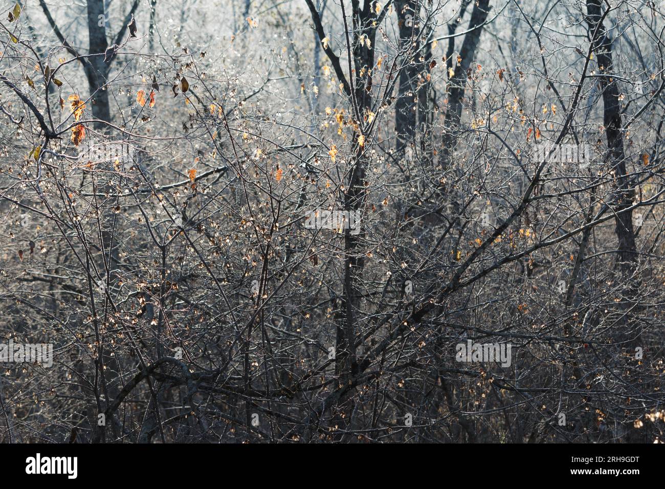 Sonnenlicht scheint durch Nebel auf verschlungene Baumstämme mit Frost und Eis Stockfoto