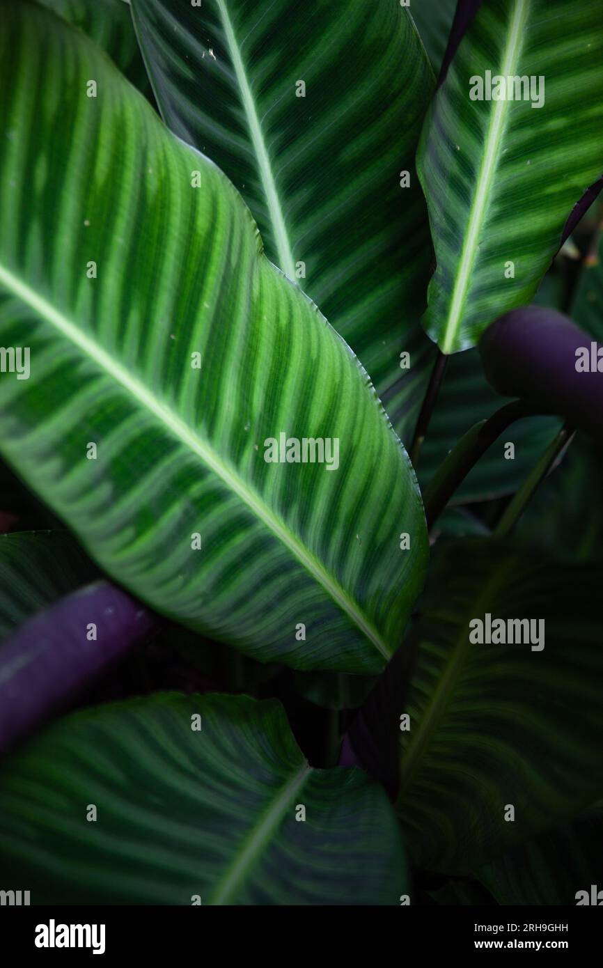 Calathea zebrina, die Zebrapflanze. Immergrüne Staudenpflanze. Floraler Hintergrund Stockfoto