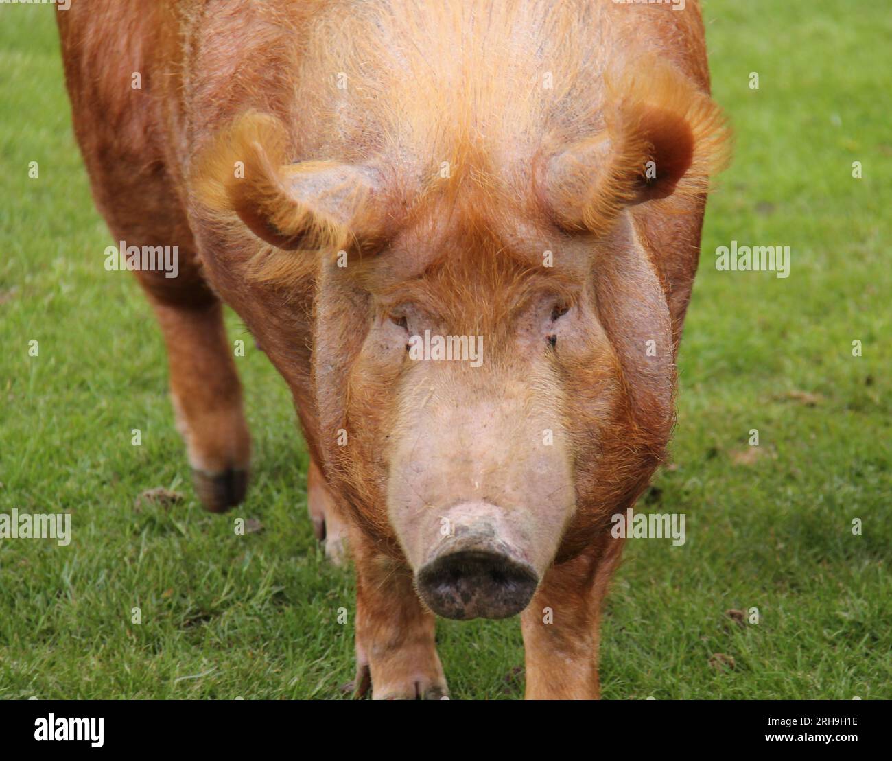 Das Gesicht eines großen erwachsenen Tamworth Farm-Schweins. Stockfoto