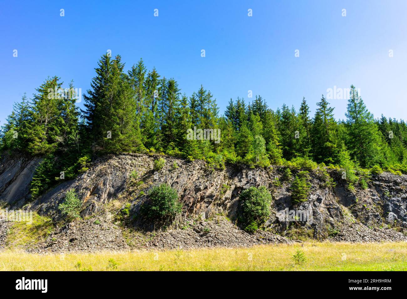 Bäume in den Bergen des thüringer Waldes Stockfoto