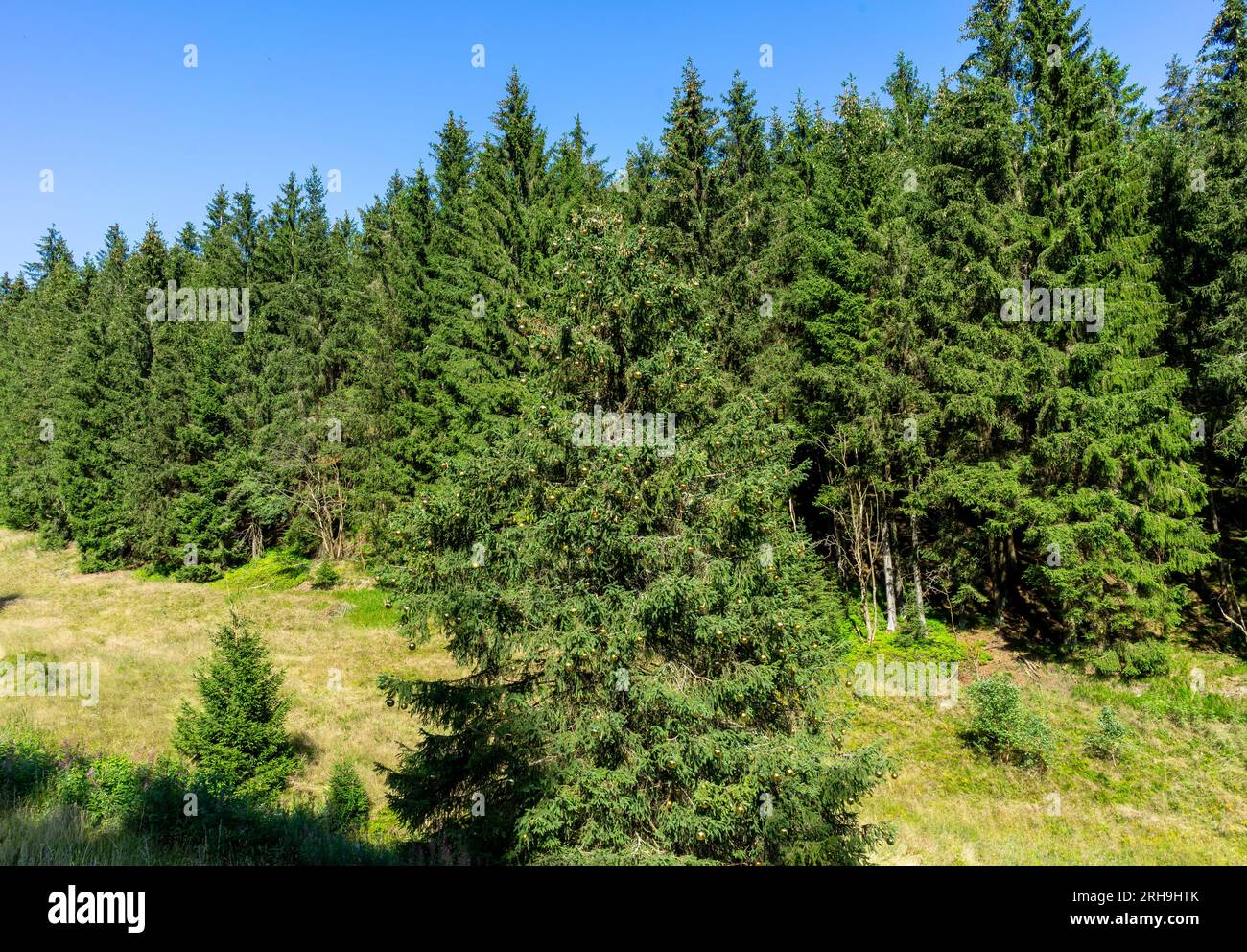 Bäume im thüringer Wald Stockfoto