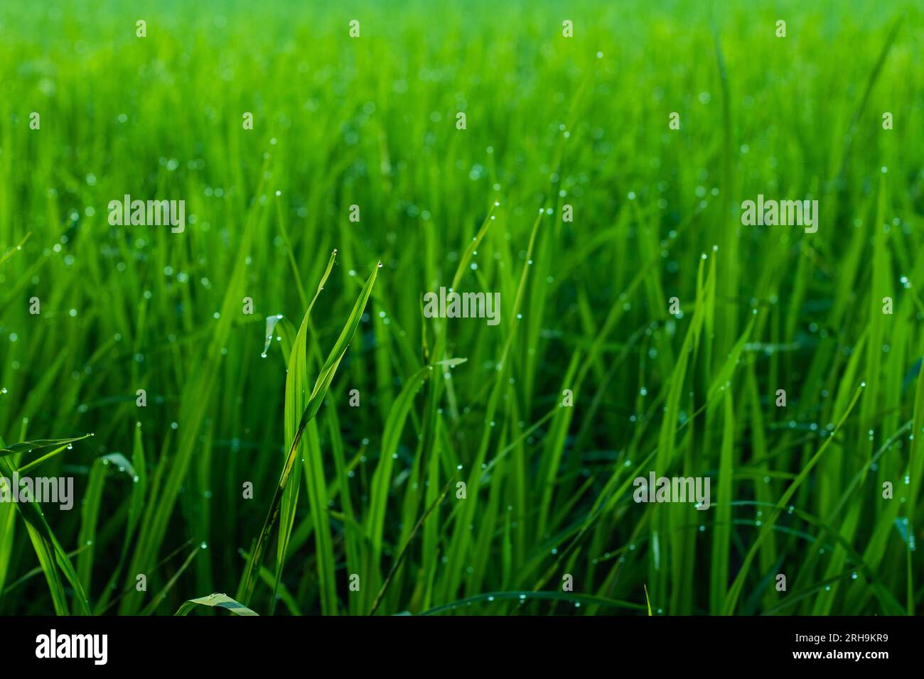 Tautropfen auf grünem Reisblatt am Morgen. Reisfelder sind eines der Hauptmerkmale der ländlichen Landschaft in vielen Teilen Südostasiens Stockfoto