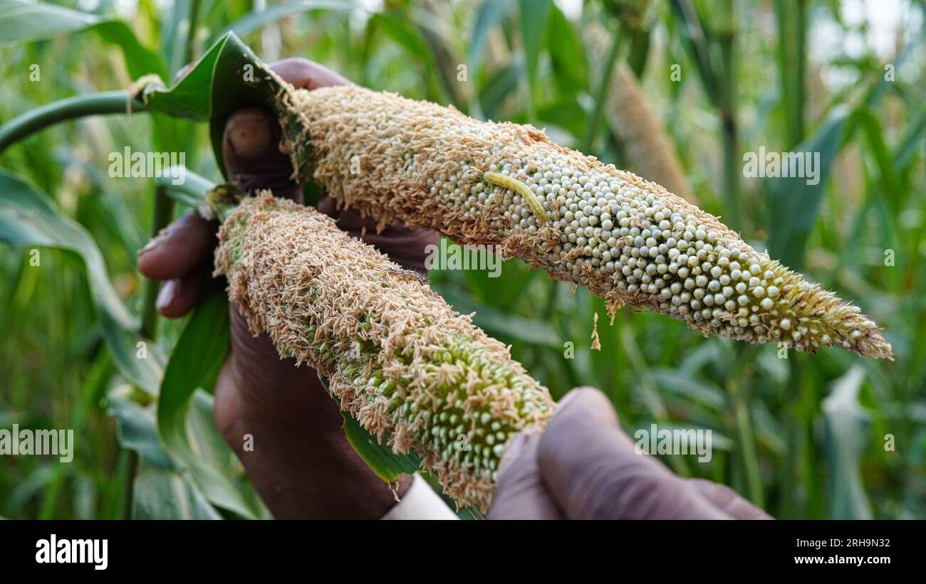 Landwirt, der Insekten oder Raupen zeigt. Tödliche Raupe hat ganze Ernte von Bajra- oder Perlhirse beschädigt. Stockfoto