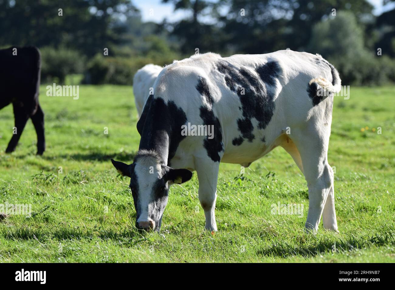 Eine Kuh auf dem Feld kaut die Kuh Stockfoto