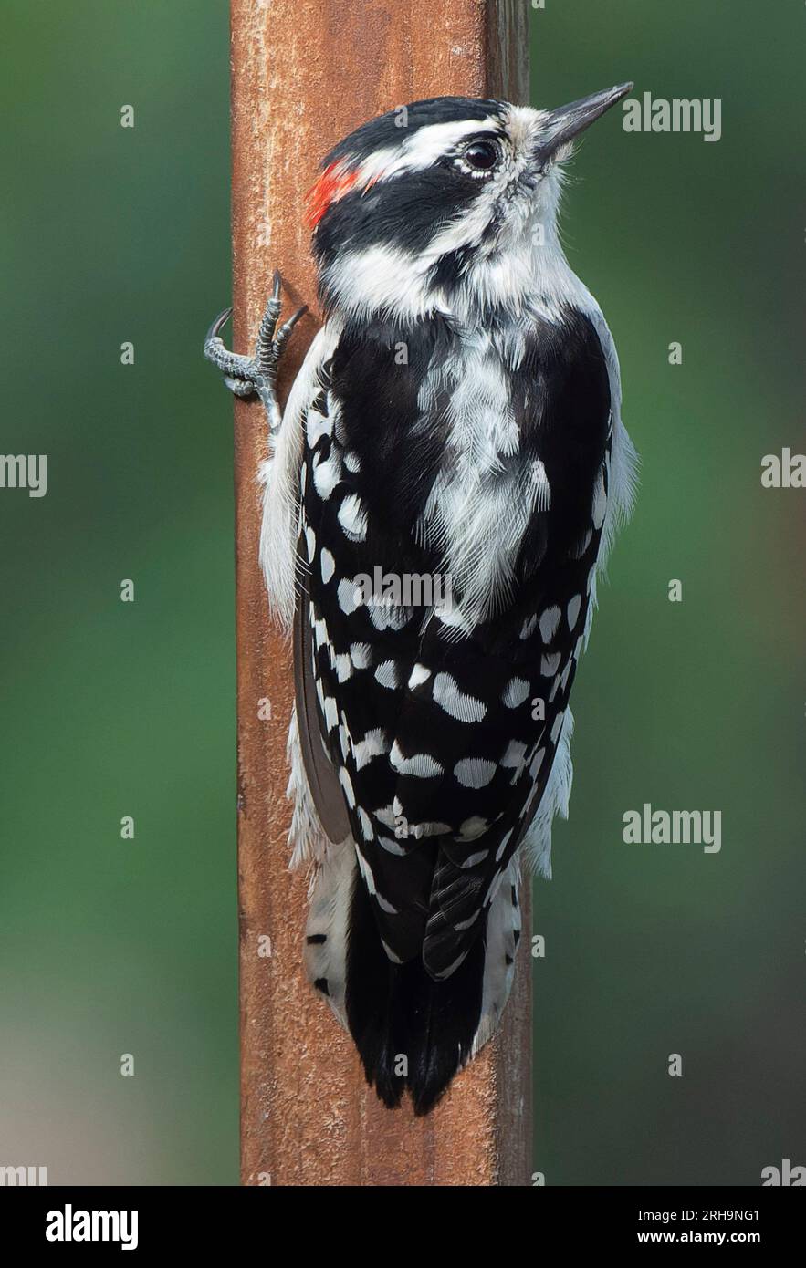 Ein Specht am Deckzaun Stockfoto