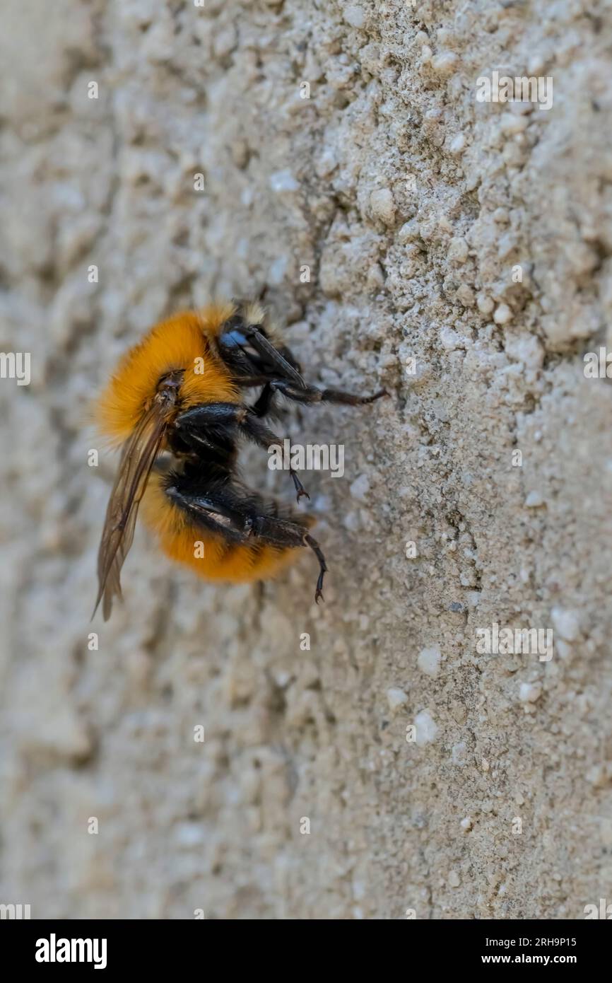 Nahansicht einer Biene, die an einer Betonwand befestigt ist Stockfoto