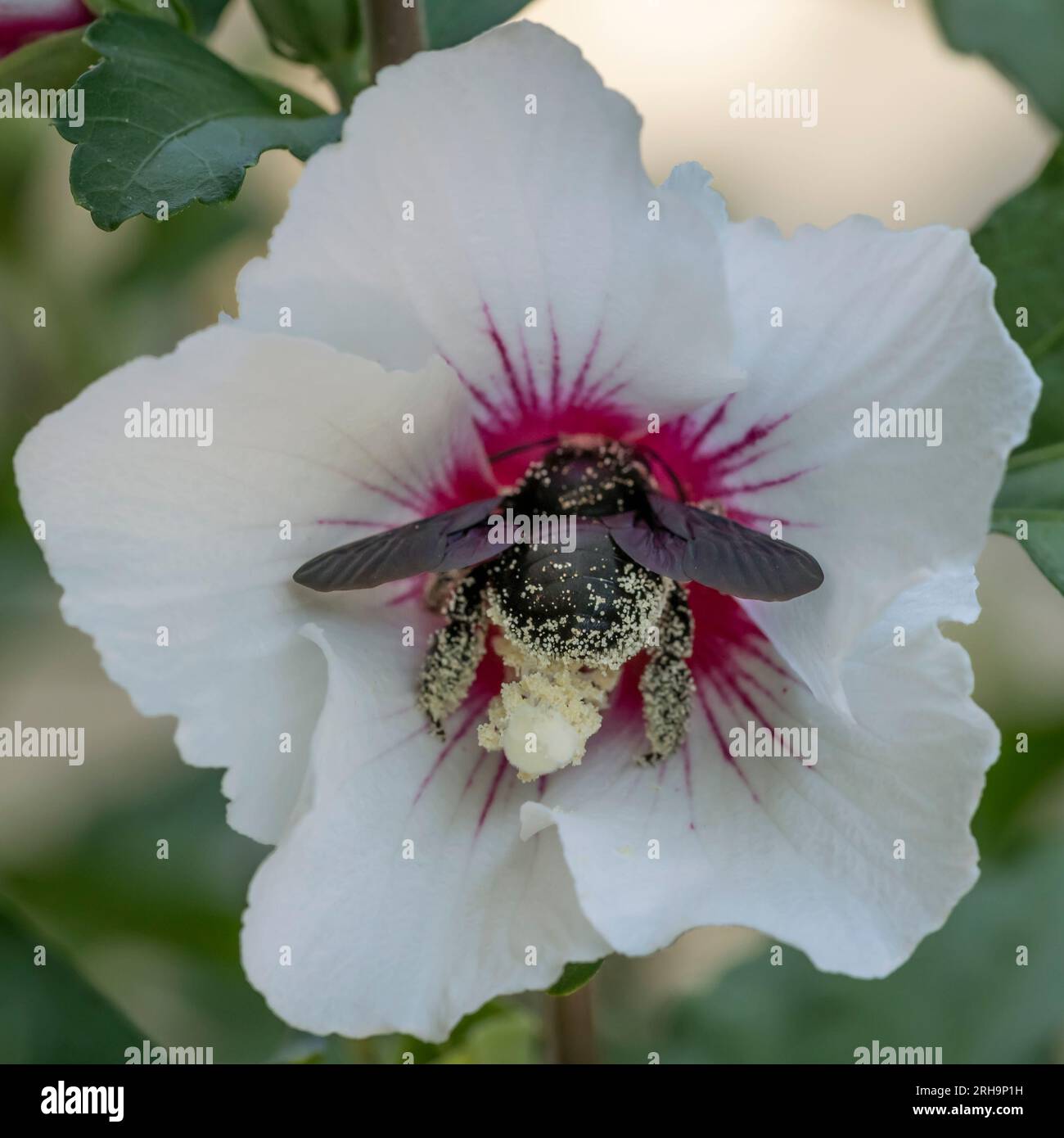 Eine große Zimmermannsbiene in einer wunderschönen weißen Hibiskusblüte ist vollständig mit Pollen bedeckt Stockfoto