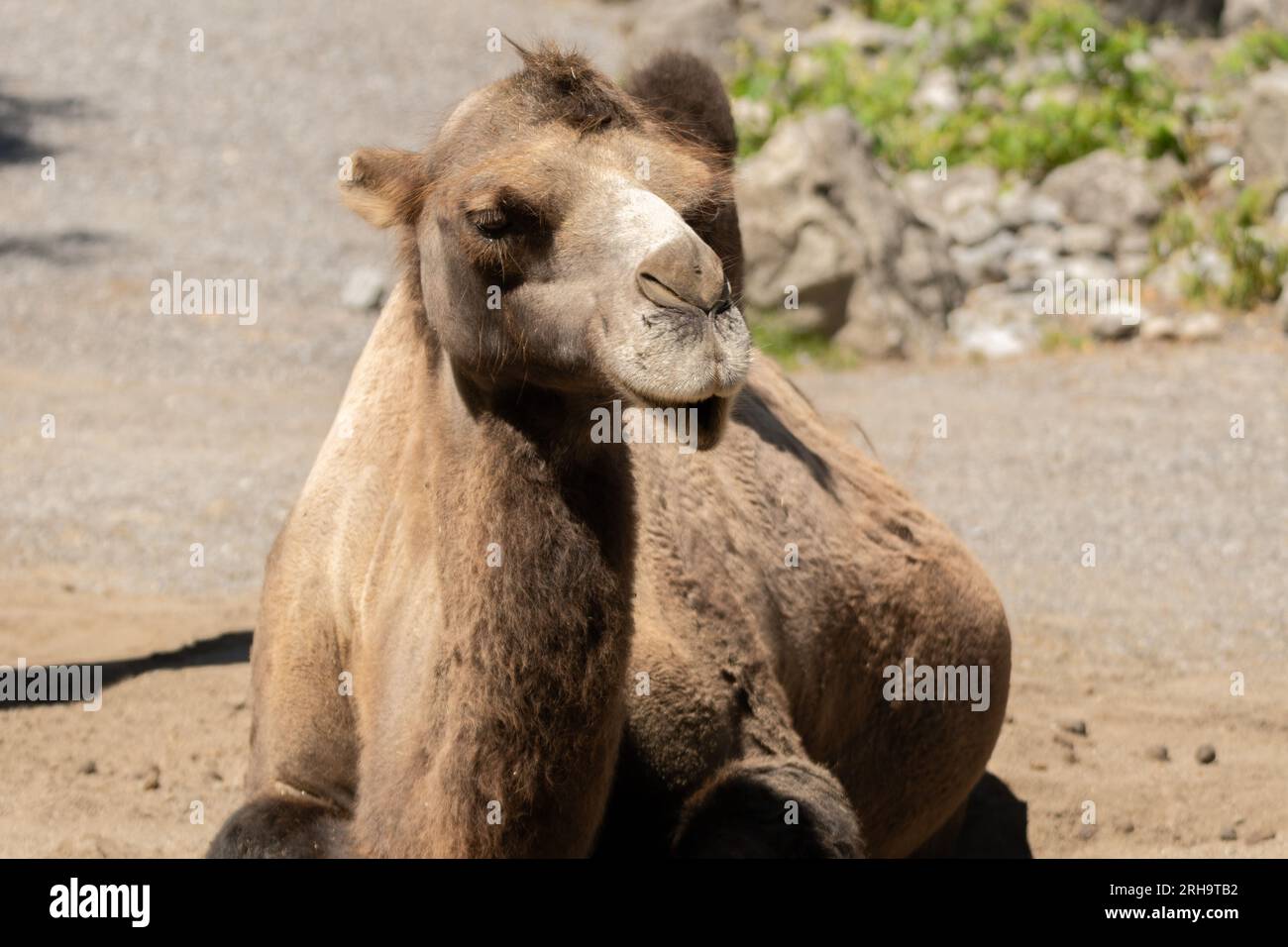 Zürich, Schweiz, 3. August 2023 Wild Bactrian Camel oder Camelus Ferus F. Bactriana mit einem lustigen lächelnden Gesicht im Zoo Stockfoto