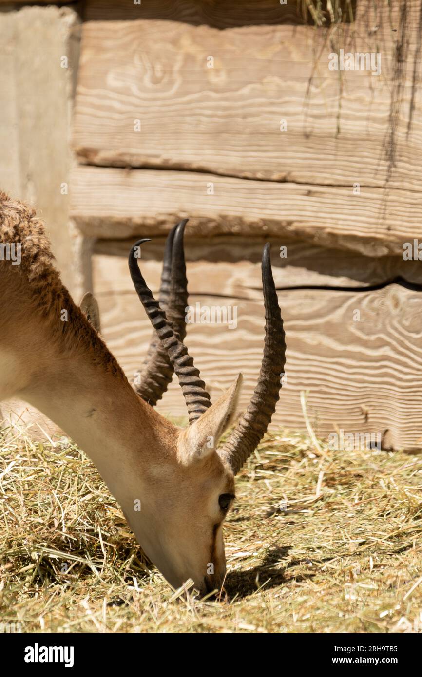 Zürich, Schweiz, 3. August 2023 Goitered Gazelle oder Gazella Subgutturosa Subgutturosa an einem sonnigen Tag im Zoo Stockfoto