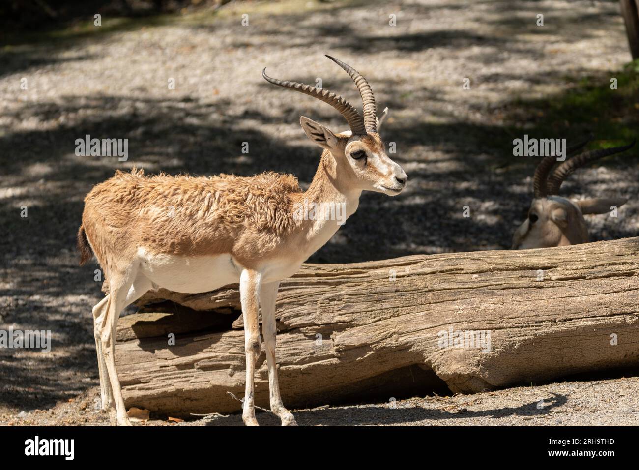 Zürich, Schweiz, 3. August 2023 Goitered Gazelle oder Gazella Subgutturosa Subgutturosa an einem sonnigen Tag im Zoo Stockfoto