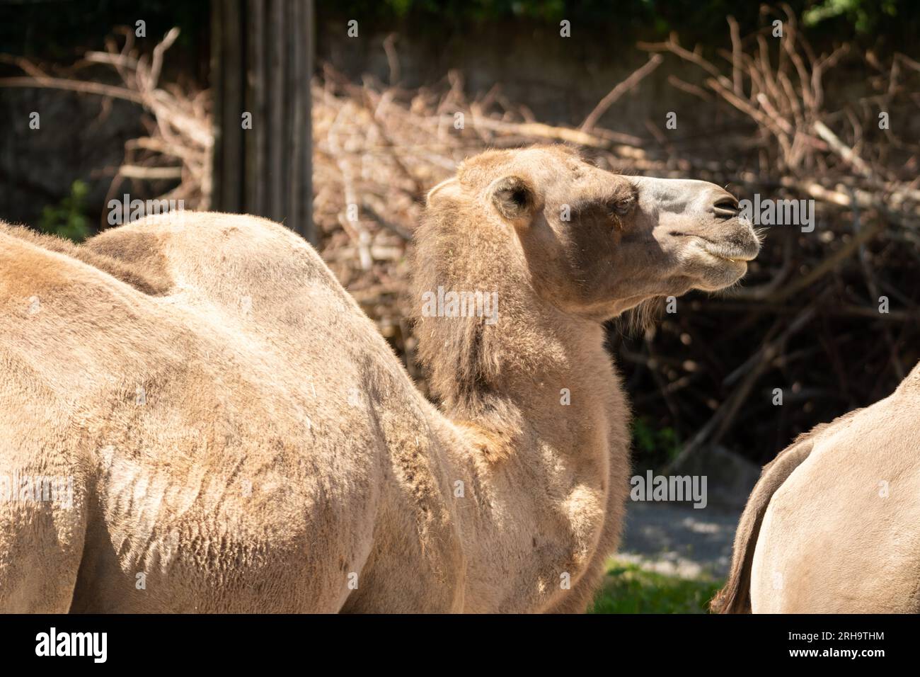 Zürich, Schweiz, 3. August 2023 Wild Bactrian Camel oder Camelus Ferus F. Bactriana mit einem lustigen lächelnden Gesicht im Zoo Stockfoto