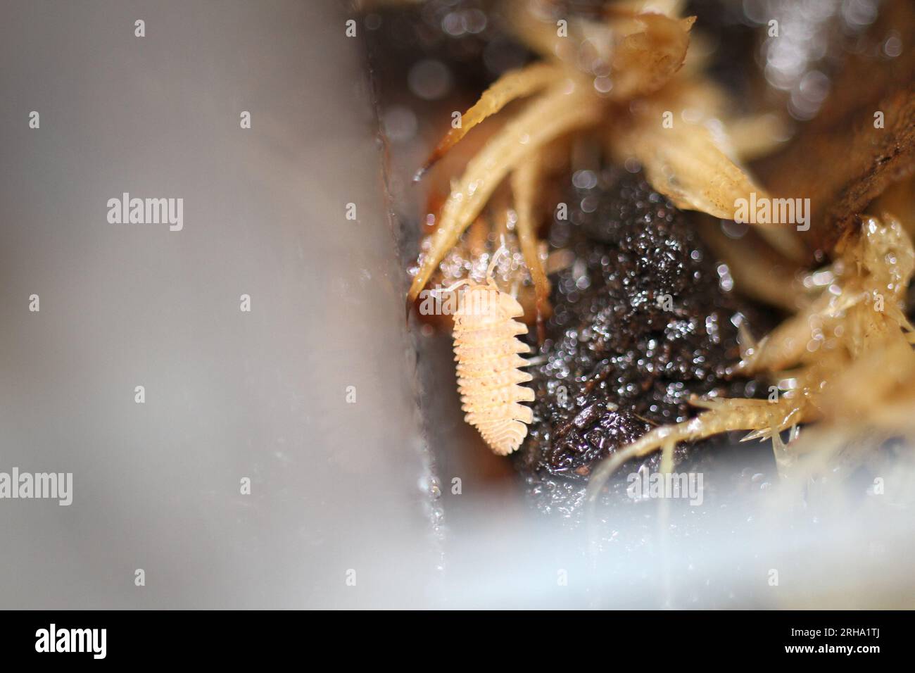 Isomopoden, Holzlappen-Pillen-Käfer, Cristarmadillidium muricatum Stockfoto