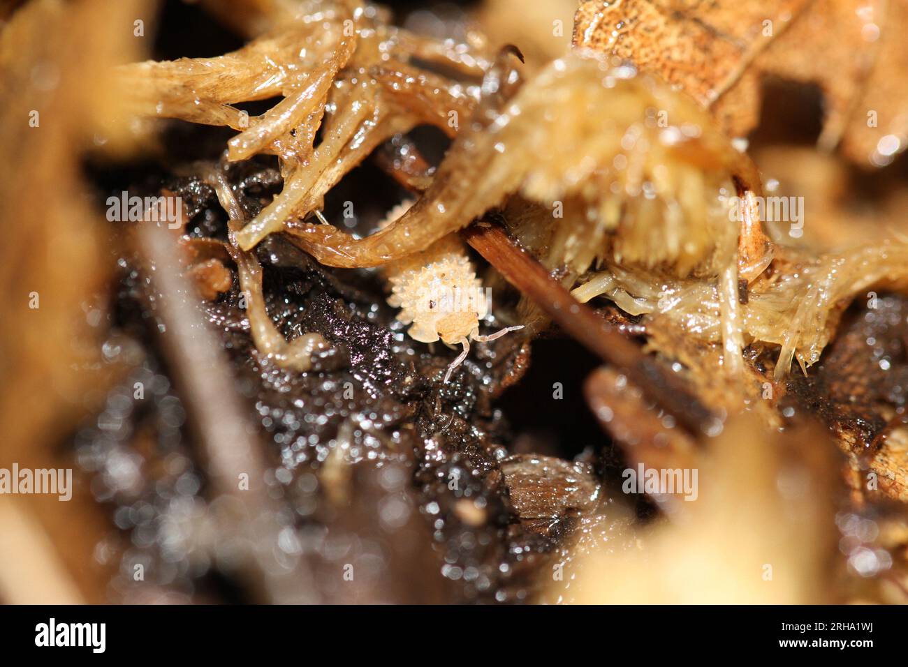 Isomopoden, Holzlappen-Pillen-Käfer, Cristarmadillidium muricatum Stockfoto