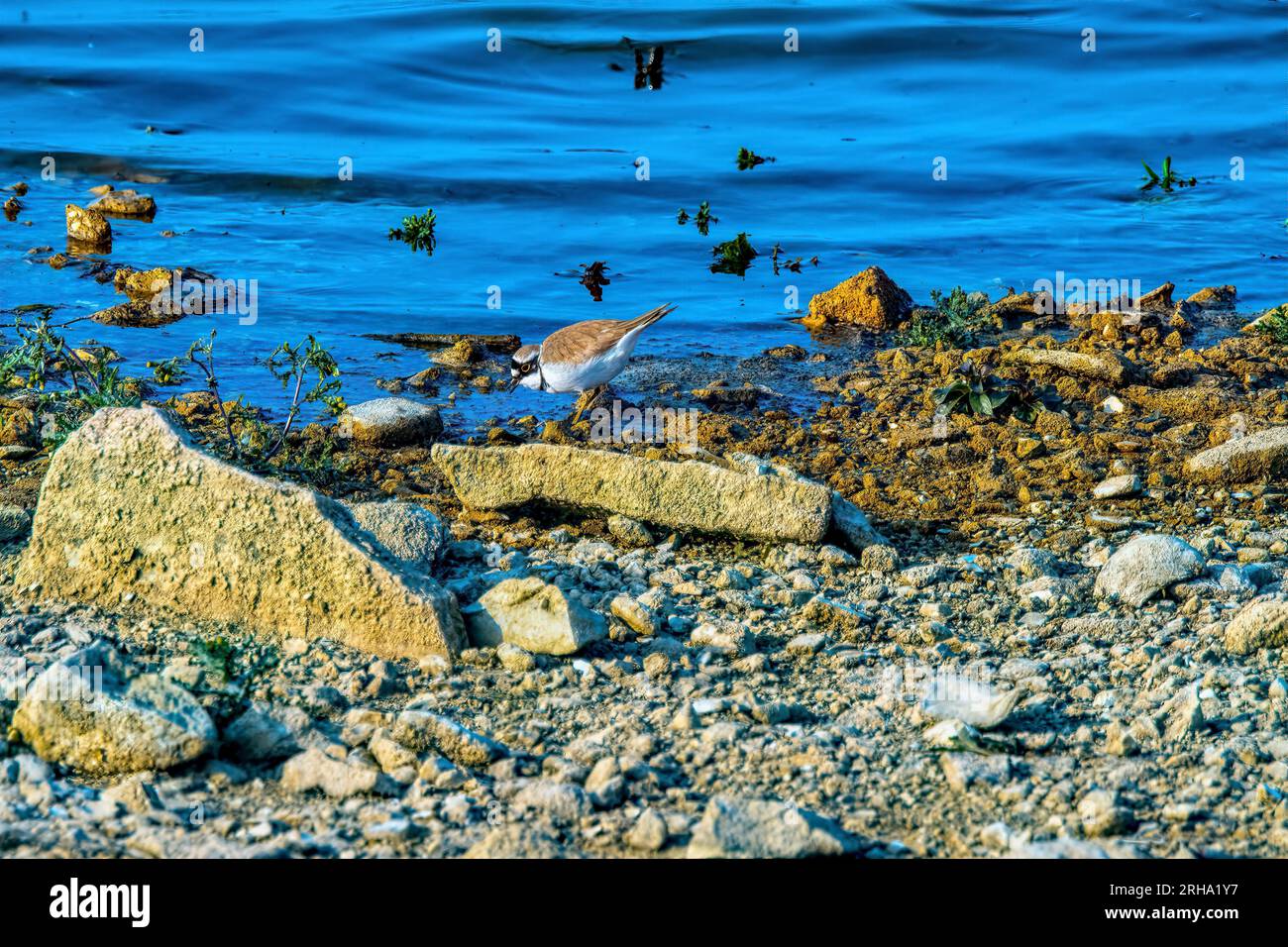 Kleiner Beringter Plover an der Uferlinie ( Charadrius dubius ) Stockfoto