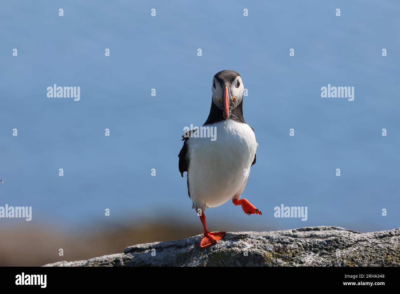 Papageientaucher auf der Insel Viggur, Isafjorder, Island, Juli 2023. Fotografiert mit Canon EOS R7 und 100-500mm-fach Telezoom. Stockfoto