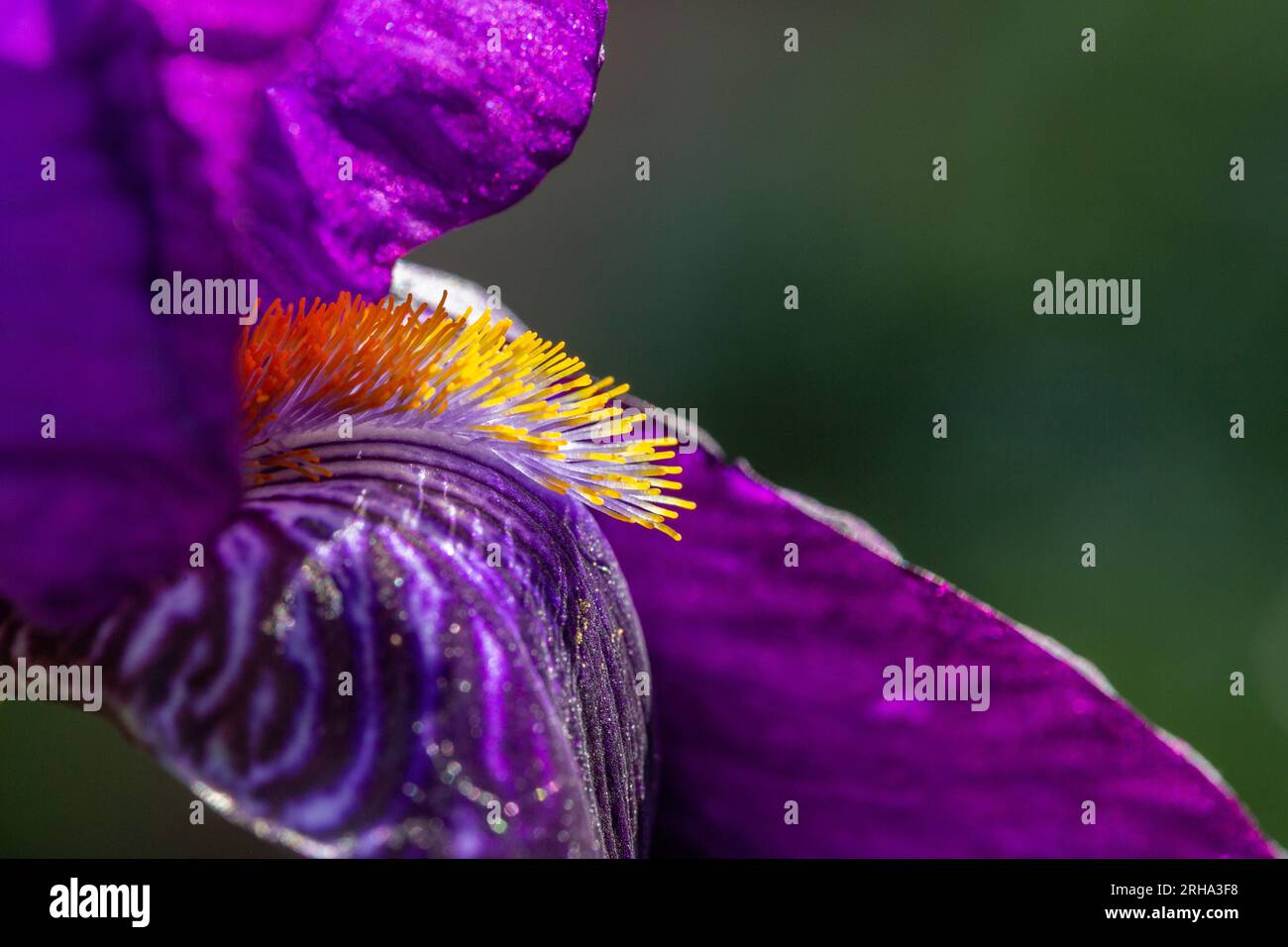 Nahaufnahme der lila Iris mit gelbem Bart Stockfoto