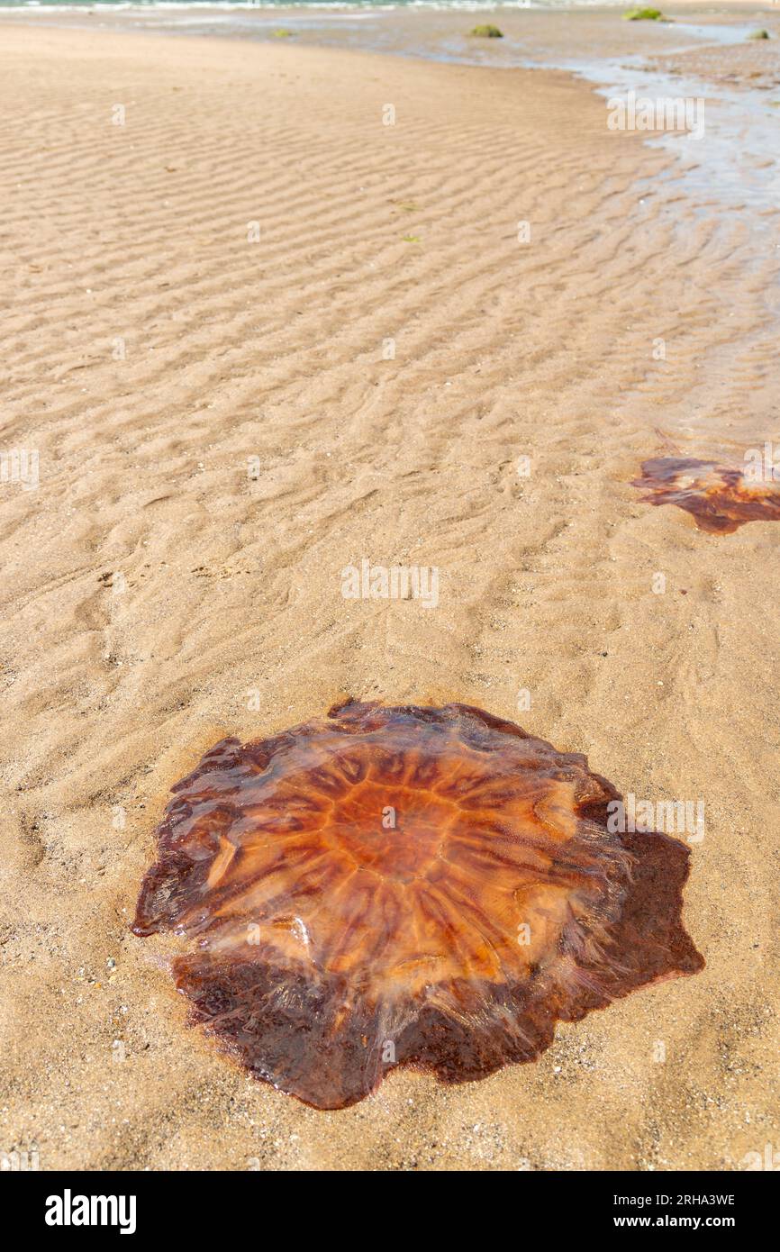 Quallen wurden an einem Strand in Fife Scotland angespült Stockfoto