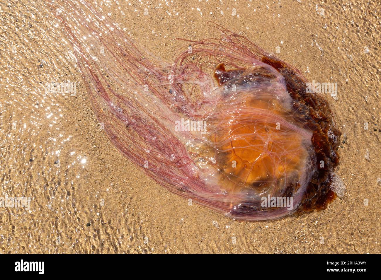 Quallen im flachen Wasser eines Strands in Fife Scotland Stockfoto