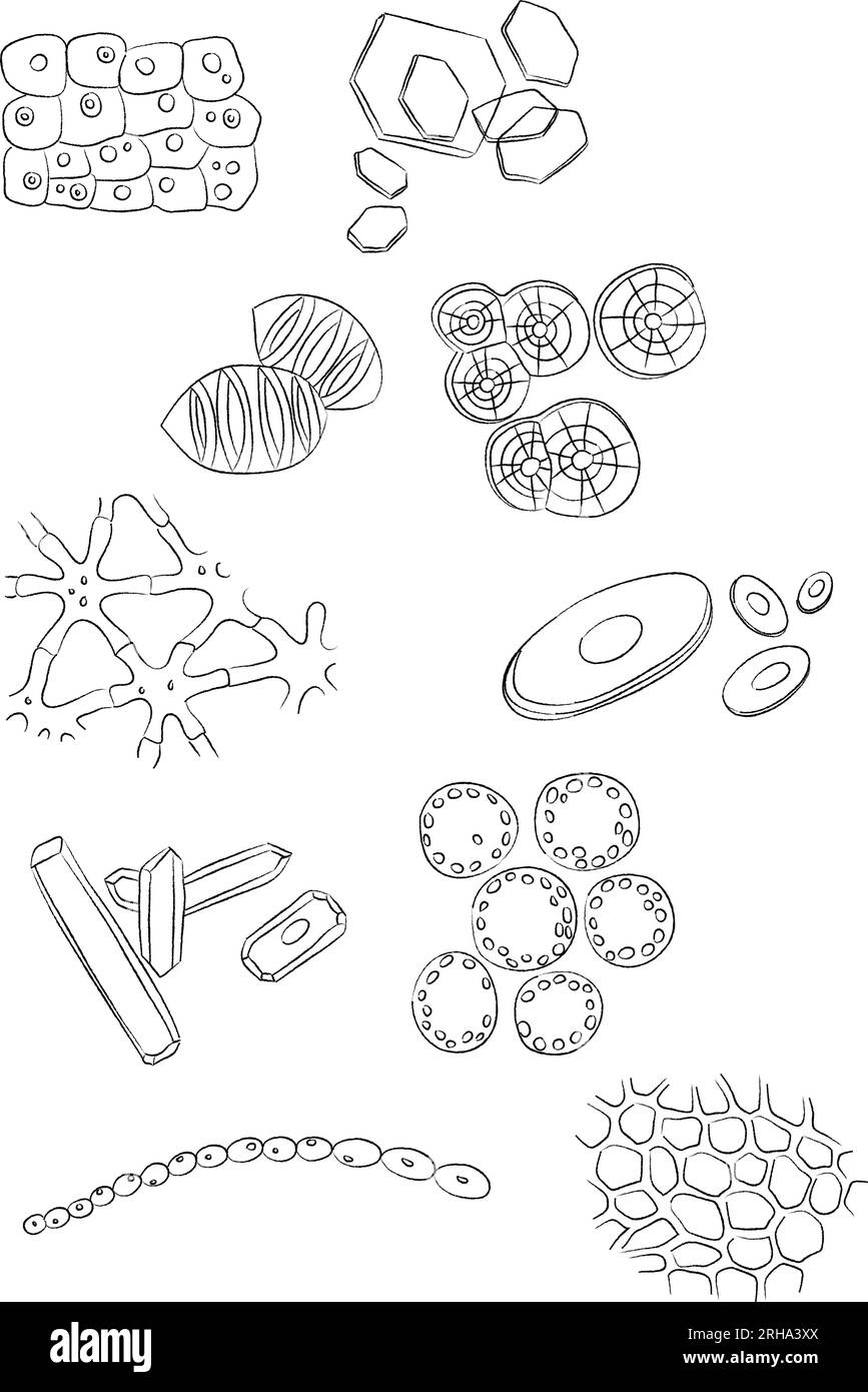 Biologie-Kritzeleien. Wissenschaftliche Zeichnungen isoliert auf weißem Hintergrund Stock Vektor