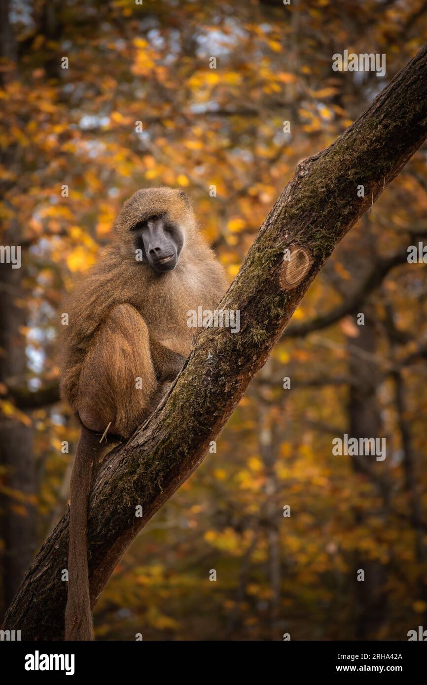 Vertikales Porträt des Guinea-Pavians im Zoologischen Garten des Herbstes. Guinea-Affe auf Baumstamm während der Herbstsaison im Zoo. Stockfoto