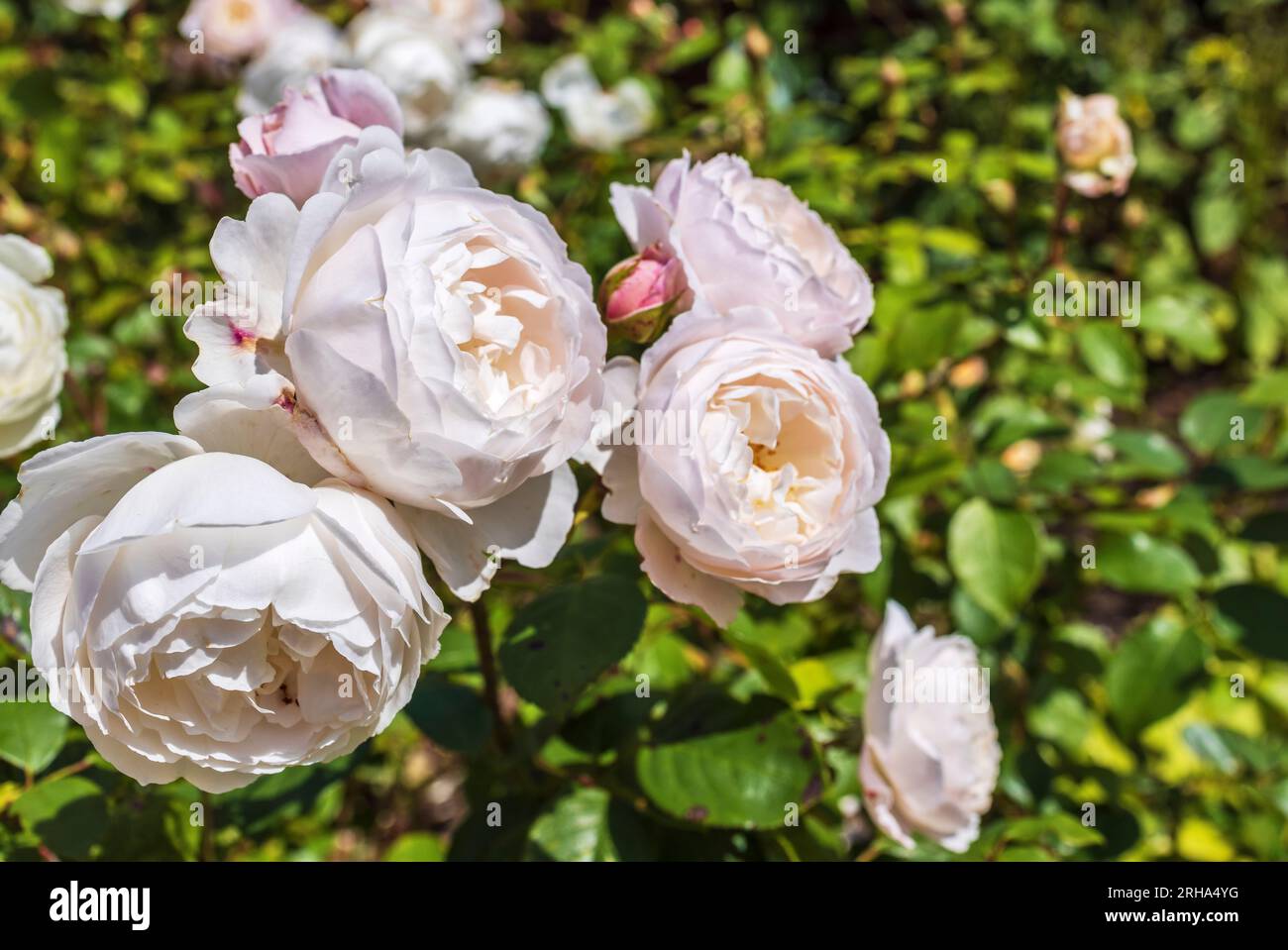 Eine Gruppe von schuppigen blassrosa Blumenrosen im Garten. Stockfoto