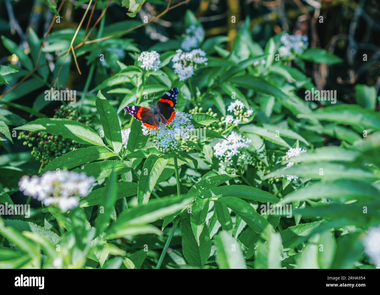 Der Schmetterling sitzt auf Holunderblüten. Stockfoto