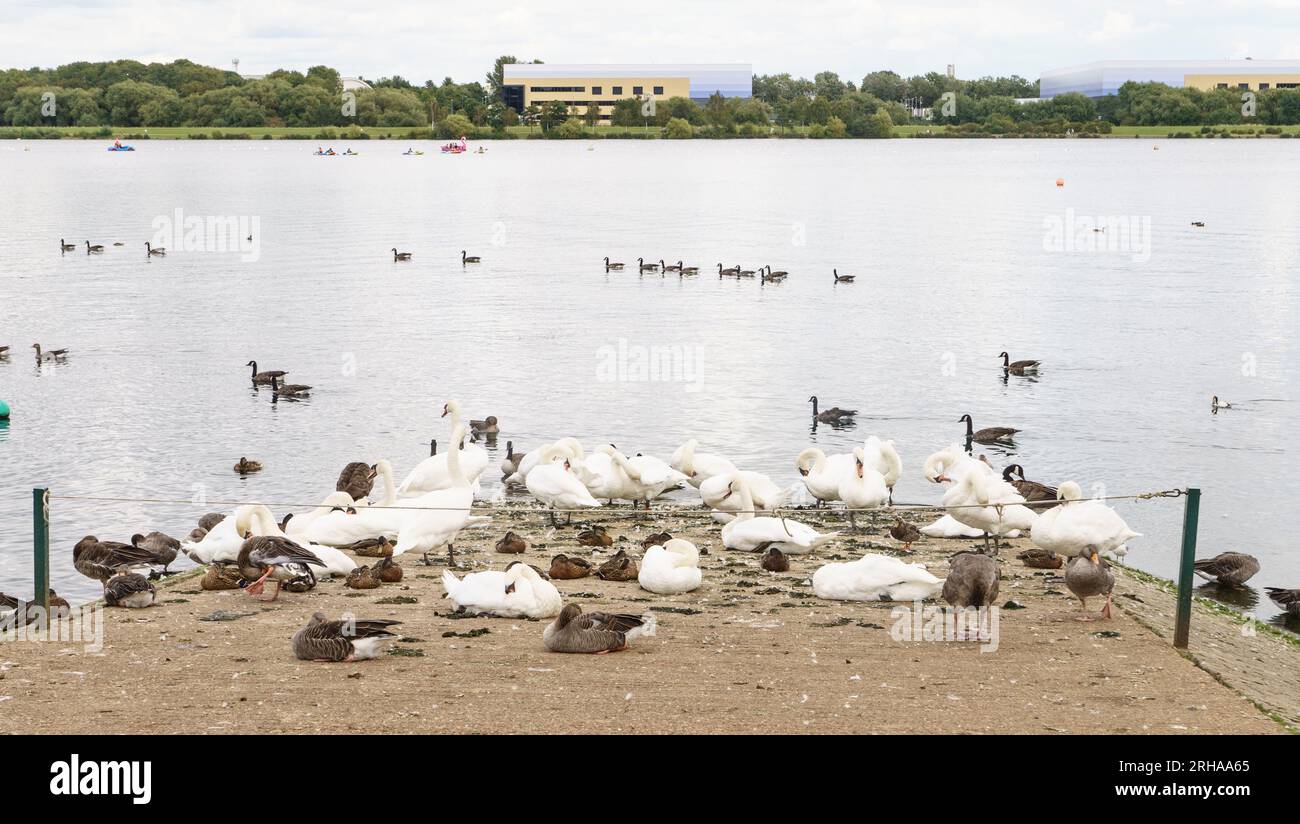 Wille Lake, Milton Keynes. August 2023. An einem warmen Tag mit einigen Wolken und Temperaturen in den Tiefen bis Mitte der 20er Jahre verbringen die Menschen von Milton Keynes Zeit auf und um den Willen Lake. IM BILD: Enten und Schwäne sammeln sich am Ufer des Wassers. Bridget Catterall AlamyLiveNews. Stockfoto