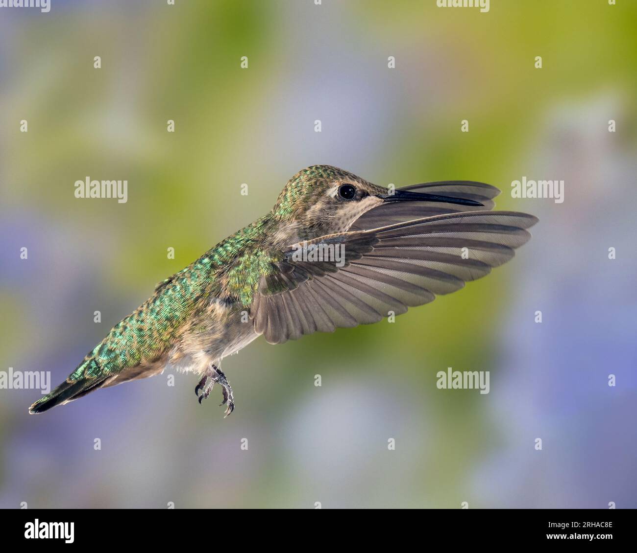 Kolibri im Flug mit grünem und violettem Hintergrund, weiblich oder unreif Stockfoto
