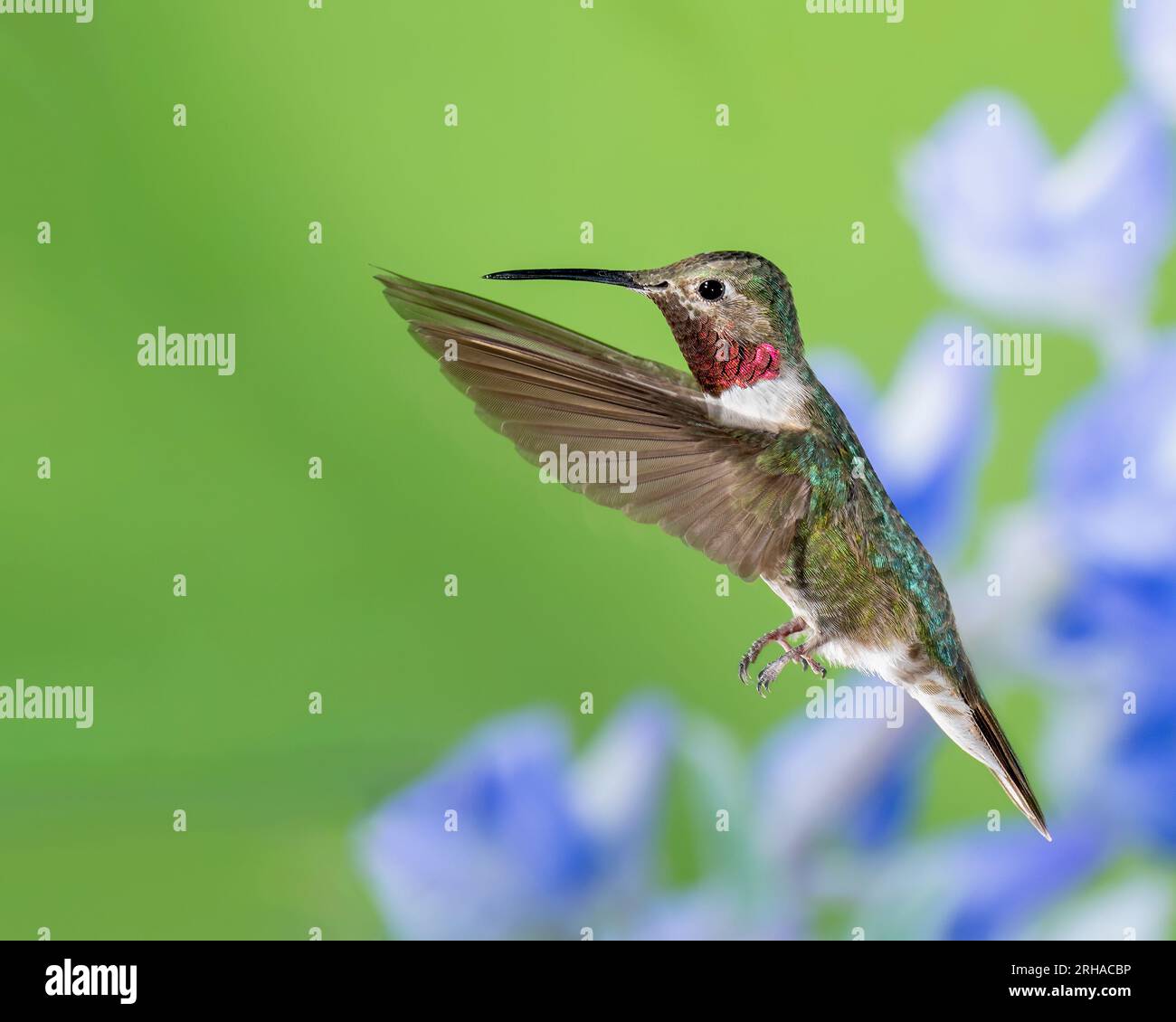 Männlicher Breitschwanz-Kolibri im Flug Stockfoto