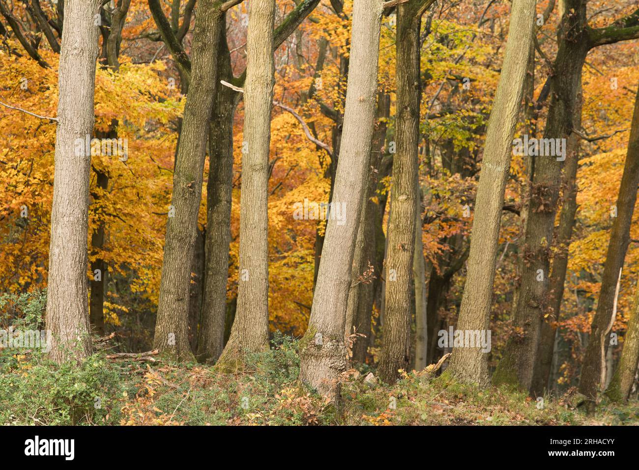 Peak Herbstfarbe im Wyre Forest bei Kidderminster, Worcestershire, England Stockfoto