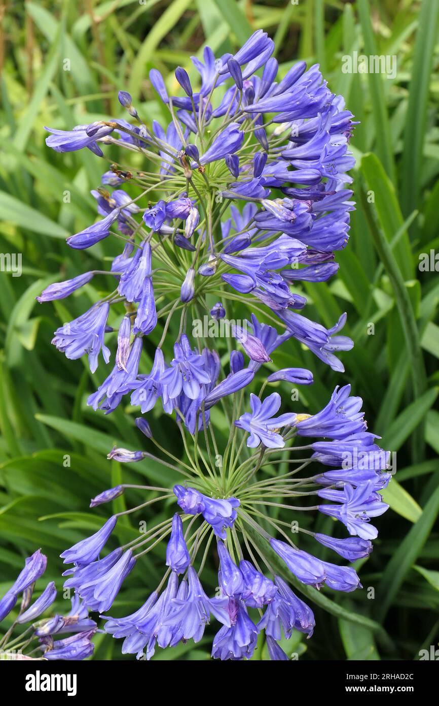 Nahaufnahme der blauen Blume der sommerblühenden, mehrjährigen Gartenpflanze Agapanthus Lady Grey. Stockfoto